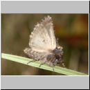 Craniophora ligustri - Ligustereule cf frisch geschluepft 01b.jpg